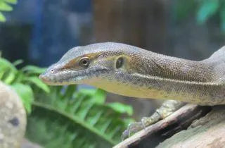 Mertens Water Monitor - Amazing Amazon